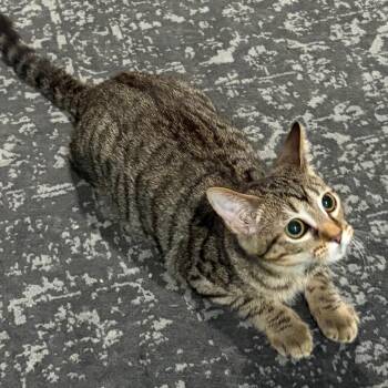 Youtube -  Domestic Short Hair Cat Available for Adoption in Gibsonia, Pennsylvania - Youtube | PetCurious