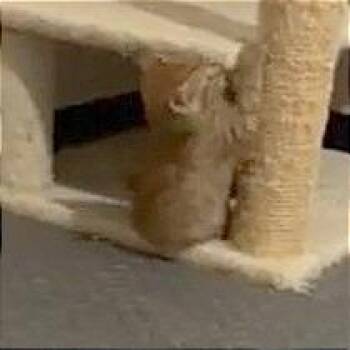 Domestic Short Hair Cats Available for Adoption - Cayenne (Green Collar) | PetCurious