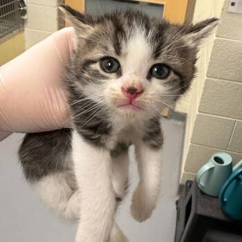 Chestnut -  Domestic Long Hair Cat for Adoption in Asheville, North Carolina - Chestnut | PetCurious