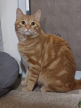 Harrington 1 yr -  Tabby Cat for Adoption in London, Ontario - Harrington 1 Yr | PetCurious