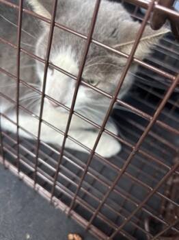 Rescue Domestic Short Hair Cats for Adoption in West Chester, Pennsylvania - Tip-Tap | PetCurious