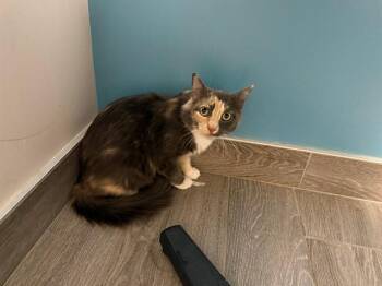 BIG MOMMA -  Domestic Short Hair Cat Available for Adoption in Rowlett, Texas - BIG MOMMA | PetCurious
