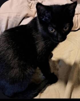 Domestic Short Hair Cats Available for Adoption in West Mifflin, Pennsylvania - Alika | PetCurious