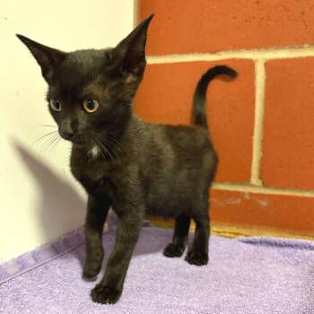 Kipper -  Domestic Short Hair Cat for Adoption in Cabot, Arkansas - Kipper | PetCurious