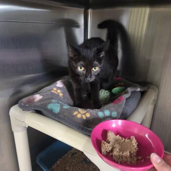 Cher -  Domestic Short Hair Cat for Adoption in West Branch, Michigan - Cher | PetCurious