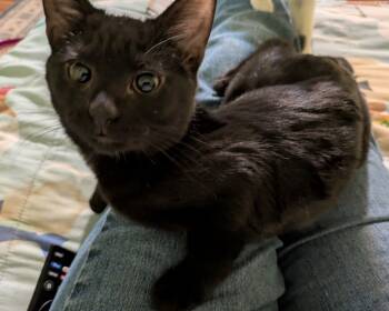 Rescue Domestic Short Hair Cats for Adoption in Youngsville, North Carolina - Obsidian25 | PetCurious