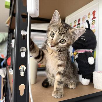 Trout -  Domestic Short Hair Cat for Adoption in New York, New York - Trout | PetCurious