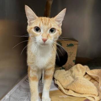 POST -  Domestic Short Hair Cat for Adoption in St. Louis, Missouri - POST | PetCurious