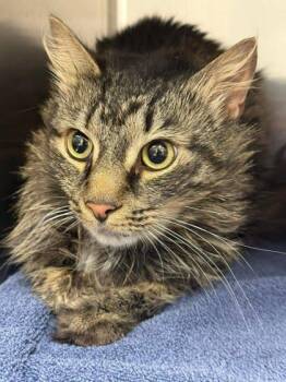 Domestic Short Hair Cats Available for Adoption in Annapolis, Maryland - Skyy | PetCurious