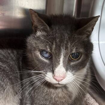 Oracle -  Domestic Short Hair Cat for Adoption in Kennebunk, Maine - Oracle | PetCurious
