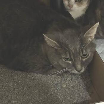 Domestic Short Hair Cats Available for Adoption in Jeffersonville, Indiana - Zeus | PetCurious