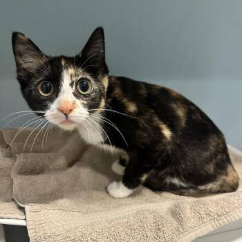 Dolly -  Domestic Short Hair Cat for Adoption in Chattanooga, Tennessee - Dolly | PetCurious