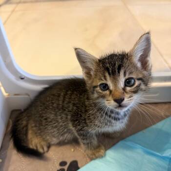 Rooster -  Domestic Short Hair Cat for Adoption in Juno Beach, Florida - Rooster | PetCurious