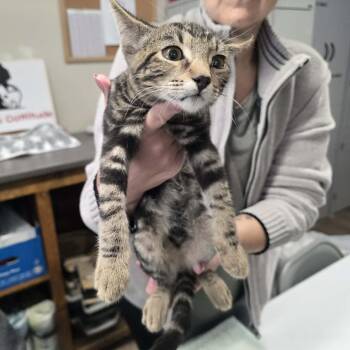 JAX -  Domestic Short Hair Cat for Adoption in Willows, California - JAX | PetCurious