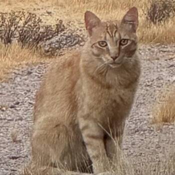 Monarch -  Domestic Short Hair Cat for Adoption in Wickenburg, Arizona - Monarch | PetCurious
