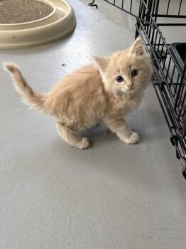 Ginny -  Domestic Long Hair Cat for Adoption in Big Rapids, Michigan - Ginny | PetCurious