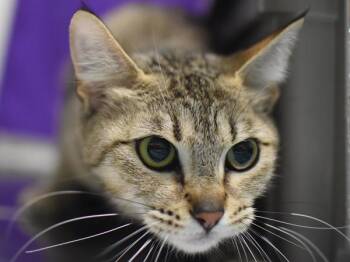 Celia -  Domestic Short Hair Cat for Adoption in Portland, Oregon - Celia | PetCurious