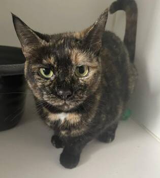 Domestic Short Hair Cats Available for Adoption - Lily | PetCurious