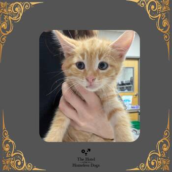Creamsicle -  Domestic Medium Hair Cat for Adoption in Cumberland, Rhode Island - Creamsicle | PetCurious