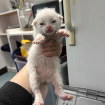Domestic Short Hair Cats Available for Adoption in Austin, Texas - Little Gooseberry 7 | PetCurious