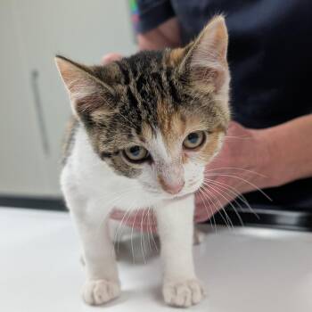 Charlotte (Riney) -  Domestic Short Hair Cat for Adoption in Canton, Illinois - Charlotte (Riney) | PetCurious