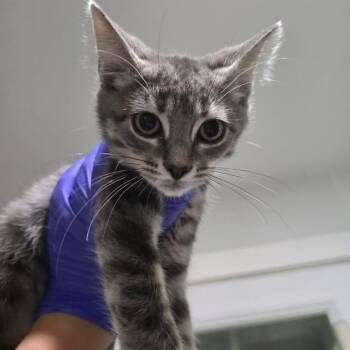 Super Nova -  Domestic Short Hair Cat for Adoption in Winthrop, Maine - Super Nova | PetCurious