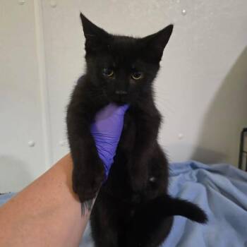 Baysha -  Domestic Short Hair Cat for Adoption in Winthrop, Maine - Baysha | PetCurious