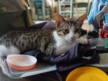 Rescue Tabby Cats for Adoption in Lawrenceville, Georgia - Pigeon | PetCurious