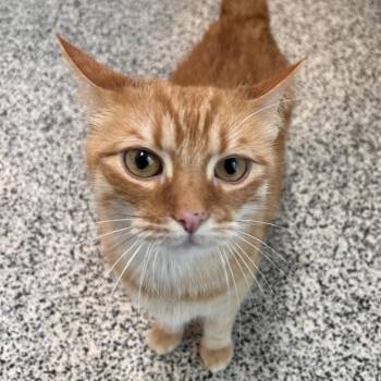 Domestic Short Hair Cats Available for Adoption - Frangelico | PetCurious