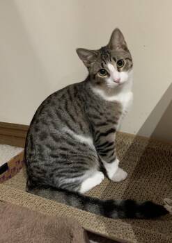 Rescue Domestic Short Hair Cats for Adoption - Buckshot | PetCurious