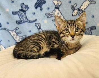 Rescue Domestic Medium Hair Cats for Adoption in Benld, Illinois - Dewey | PetCurious