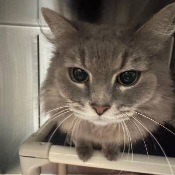 Witchhazel -  Domestic Long Hair Cat for Adoption in Lynchburg, Virginia - Witchhazel | PetCurious