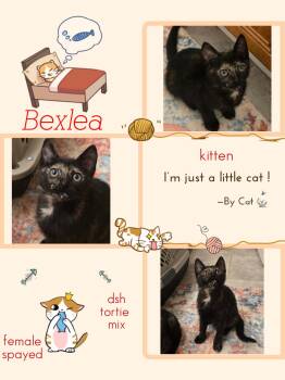 Bexlea -  Domestic Short Hair Cat Available for Adoption in Missouri City, Texas - Bexlea | PetCurious