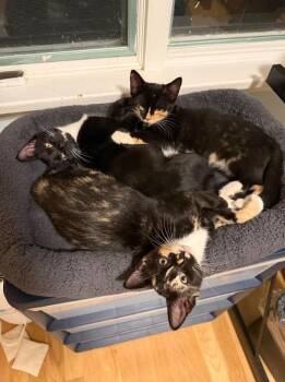 Holly, Ivy, Willow, Luly, Socks -  Domestic Short Hair Cat for Adoption in Melrose, Massachusetts - Holly, Ivy, Willow, Luly, Socks | PetCurious