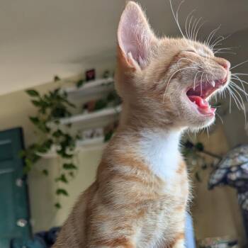 Lemmy -  Domestic Short Hair Cat for Adoption in Costa Mesa, California - Lemmy | PetCurious