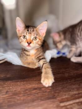 Domestic Short Hair Cats Available for Adoption in Darien, Georgia - Ziti | PetCurious