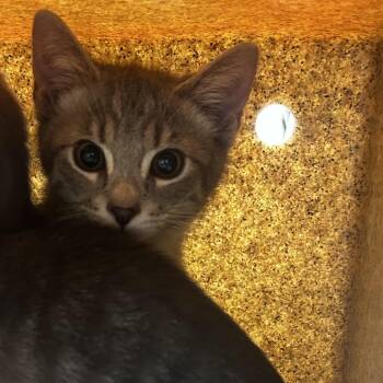 Denny -  Domestic Short Hair Cat for Adoption in Philadelphia, Pennsylvania - Denny | PetCurious
