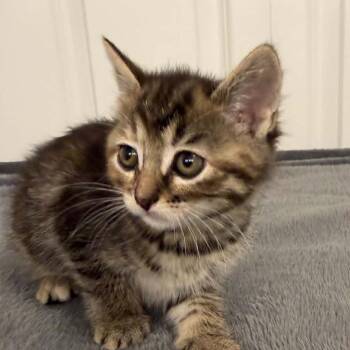 Domestic Short Hair Cats Available for Adoption in West Olive, Michigan - Sour Patch Watermelon (Holland Cat Cove) | PetCurious