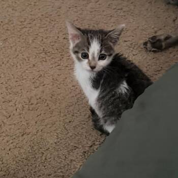 Domestic Short Hair Cats Available for Adoption in Greensboro, North Carolina - Pygmy Owl | PetCurious