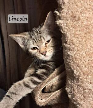 Lincoln -  Domestic Short Hair Cat for Adoption in Vancouver, Washington - Lincoln | PetCurious