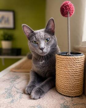 Sonic -  Domestic Short Hair Cat for Adoption in Scottsdale, Arizona - Sonic | PetCurious
