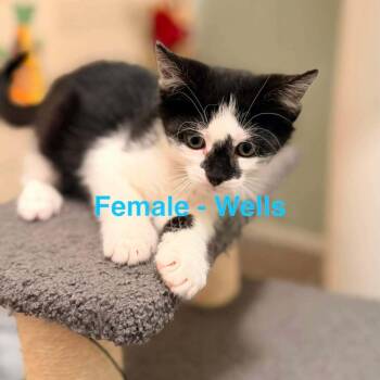 Wells -  Domestic Short Hair Cat for Adoption in Saugerties, New York - Wells | PetCurious