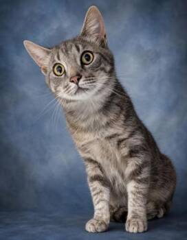 Sam -  Domestic Short Hair Cat for Adoption in Taylorsville, North Carolina - Sam | PetCurious