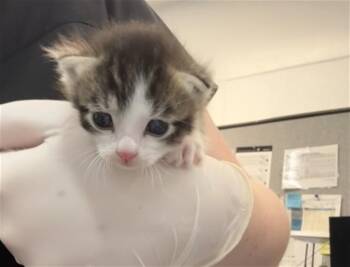 Domestic Short Hair Cats Available for Adoption in Thousand Palms, California - CORWIN | PetCurious