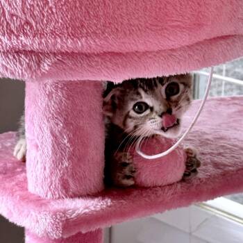 Jambalamb 26 -  Domestic Short Hair Cat for Adoption in Austin, Texas - Jambalamb 26 | PetCurious