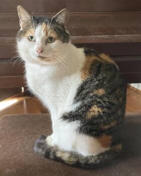 Domestic Short Hair Cats Available for Adoption - LAVENDER | PetCurious