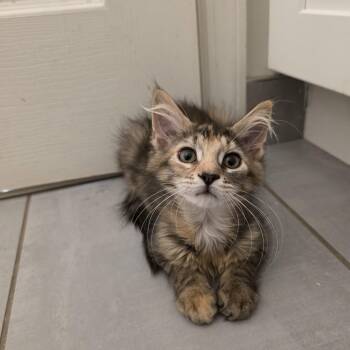 Shazi -  Domestic Long Hair and Maine Coon Cat for Adoption in Mastic, New York - Shazi | PetCurious