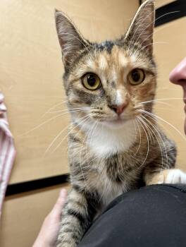 Rescue Calico Cats for Adoption in Los Altos, California - Meatball | PetCurious