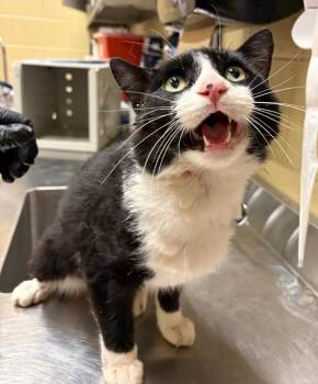 Bollito -  Domestic Short Hair Cat Available for Adoption in Douglasville, Georgia - Bollito | PetCurious