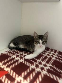 Goko -  Domestic Short Hair Cat for Adoption in Divide, Colorado - Goko | PetCurious